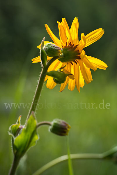 BergWohlverleih (Arnica montana) aus Pflanzen (31726) fokusnatur.de